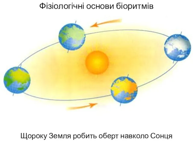 Фізіологічні основи біоритмів Щороку Земля робить оберт навколо Сонця