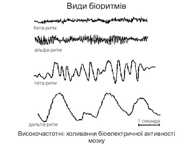 Види біоритмів Високочастотні: коливання біоелектричної активності мозку