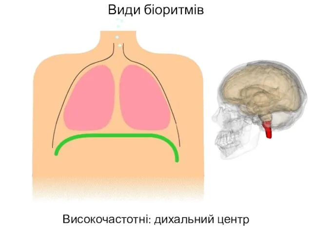 Види біоритмів Високочастотні: дихальний центр