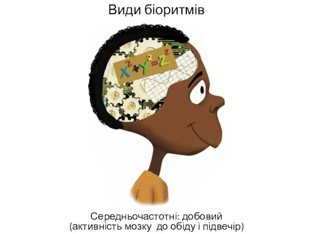 Види біоритмів Середньочастотні: добовий (активність мозку до обіду і підвечір)