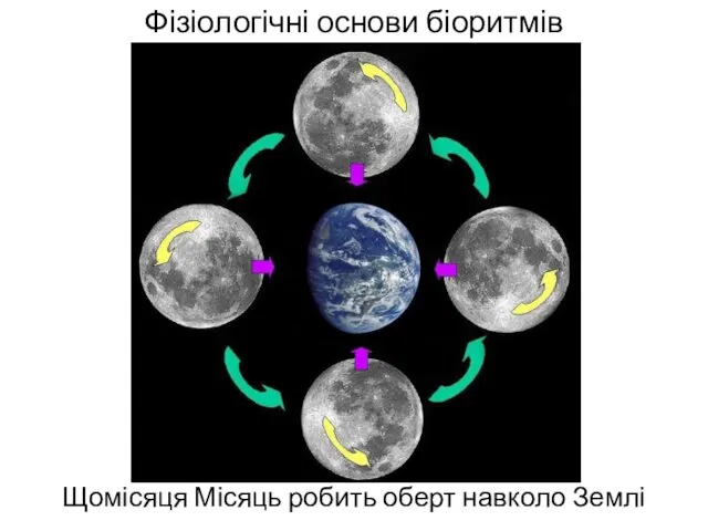 Фізіологічні основи біоритмів Щомісяця Місяць робить оберт навколо Землі