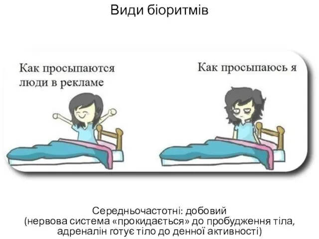 Види біоритмів Середньочастотні: добовий (нервова система «прокидається» до пробудження тіла, адреналін готує тіло до денної активності)