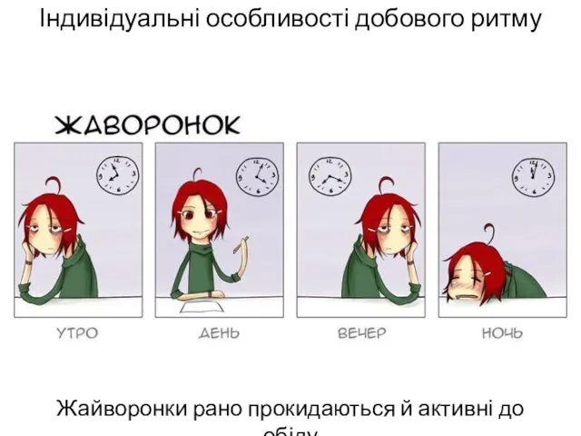 Індивідуальні особливості добового ритму Жайворонки рано прокидаються й активні до обіду