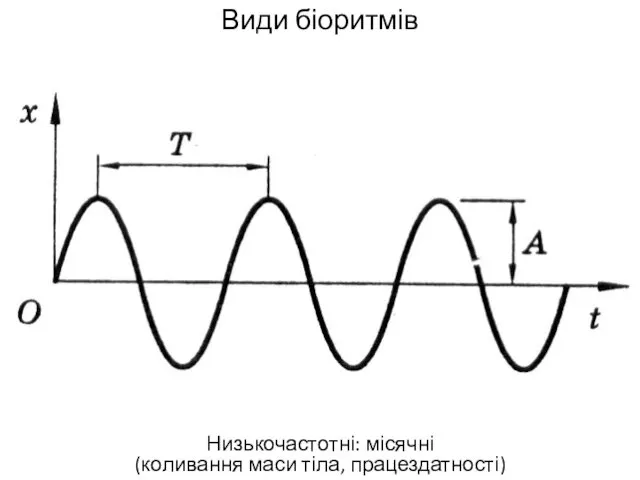 Види біоритмів Низькочастотні: місячні (коливання маси тіла, працездатності)