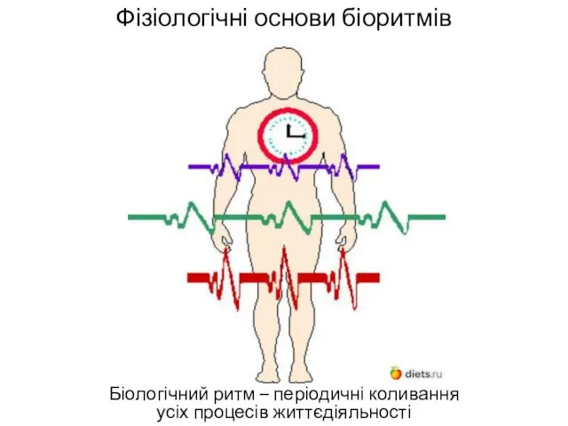 Фізіологічні основи біоритмів Біологічний ритм – періодичні коливання усіх процесів життєдіяльності