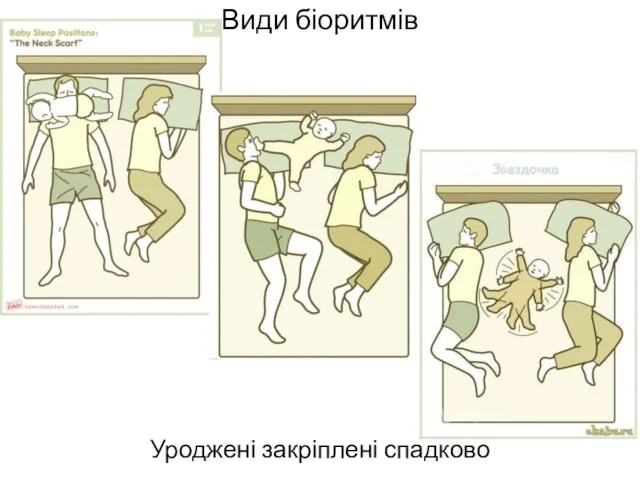 Види біоритмів Уроджені закріплені спадково