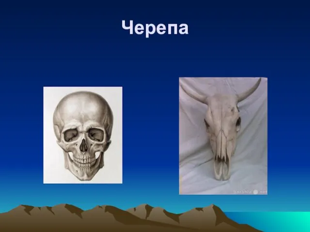 Черепа