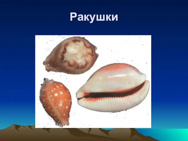 Ракушки