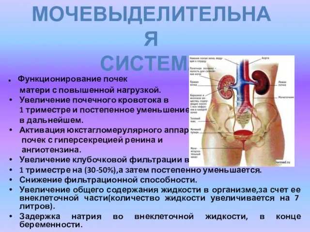 . Функционирование почек матери с повышенной нагрузкой. Увеличение почечного кровотока в