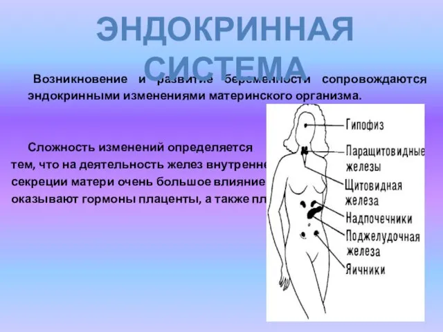 Возникновение и развитие беременности сопровождаются эндокринными изменениями материнского организма. Сложность изменений