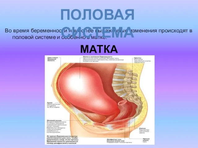 Во время беременности наиболее выраженные изменения происходят в половой системе и