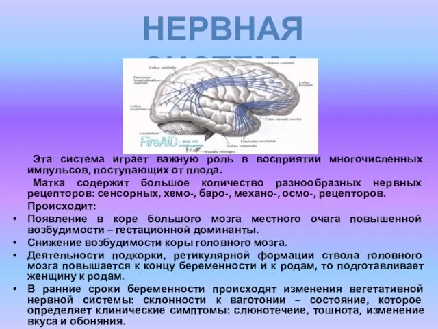 Эта система играет важную роль в восприятии многочисленных импульсов, поступающих от