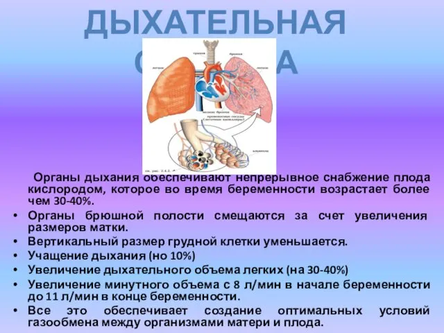 Органы дыхания обеспечивают непрерывное снабжение плода кислородом, которое во время беременности