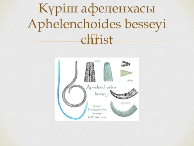 Күріш афеленхасы Aphelenchoides besseyi christ