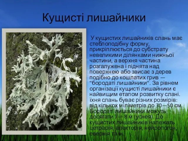 Кущисті лишайники У кущистих лишайників слань має стеблоподібну форму, прикріплюється до