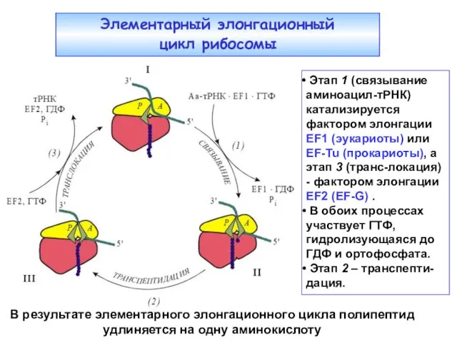 Этап 1 (связывание аминоацил-тРНК) катализируется фактором элонгации EF1 (эукариоты) или EF-Tu