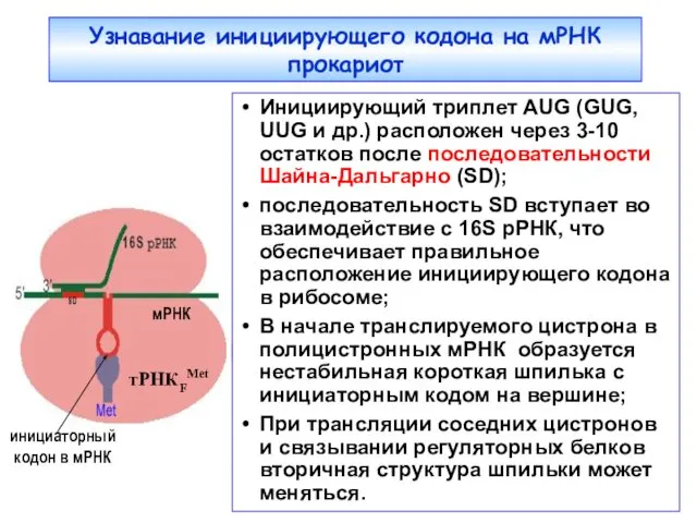 Узнавание инициирующего кодона на мРНК прокариот Инициирующий триплет AUG (GUG, UUG