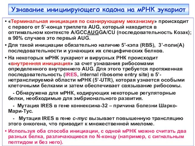 «Терминальная инициация по сканирующему механизму» происходит с первого от 5’-конца триплета