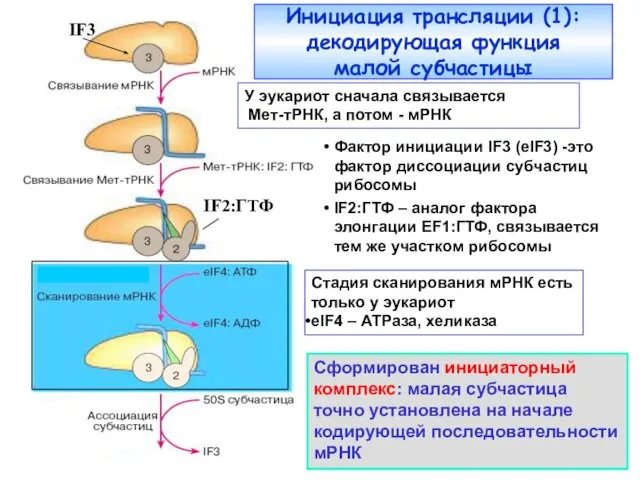 Фактор инициации IF3 (eIF3) -это фактор диссоциации субчастиц рибосомы IF2:ГТФ –