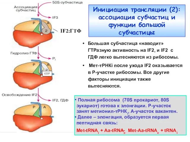 Инициация трансляции (2): ассоциация субчастиц и функции большой субчастицы IF2:ГТФ Большая