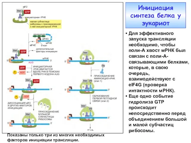 Инициация синтеза белка у эукариот Для эффективного запуска трансляции необходимо, чтобы