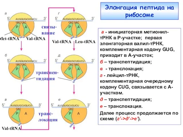 Элонгация пептида на рибосоме Меt-tRNA Val-tRNA а - инициаторная метионил-тРНК в