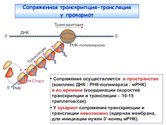 Сопряженная транскрипция-трансляция у прокариот Сопряжение осуществляется в пространстве (комплекс ДНК :