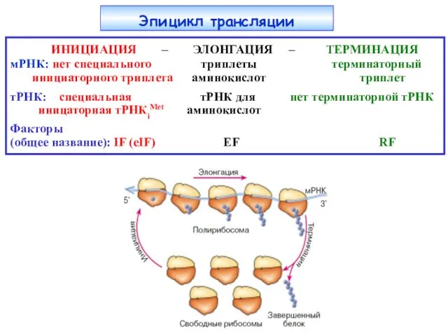 Эпицикл трансляции ИНИЦИАЦИЯ – ЭЛОНГАЦИЯ – ТЕРМИНАЦИЯ мРНК: нет специального триплеты