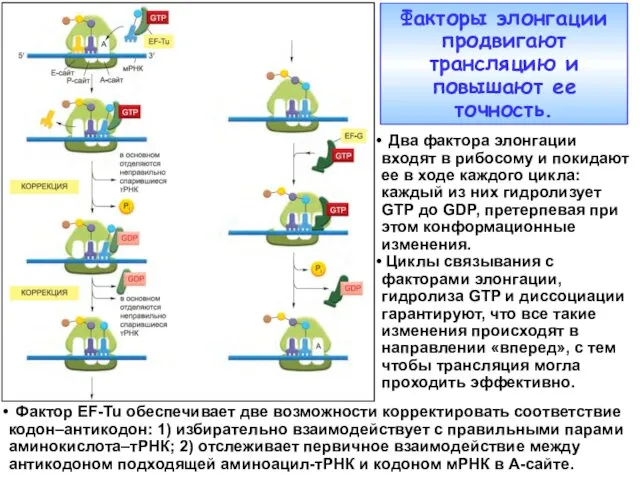 Факторы элонгации продвигают трансляцию и повышают ее точность. Два фактора элонгации