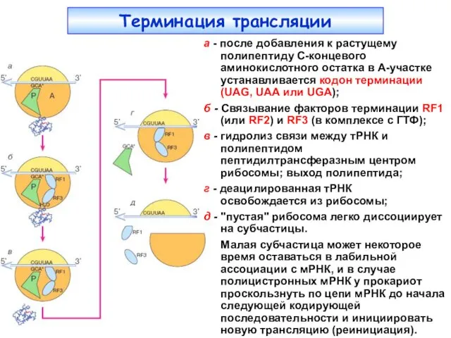 Терминация трансляции а - после добавления к растущему полипептиду С-концевого аминокислотного