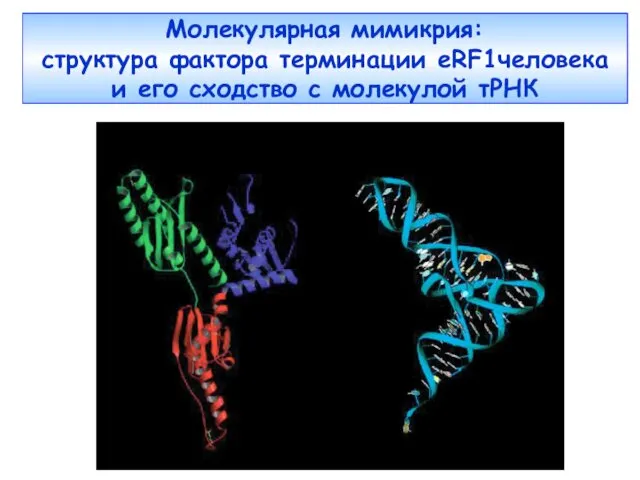 Молекулярная мимикрия: структура фактора терминации еRF1человека и его сходство с молекулой тРНК