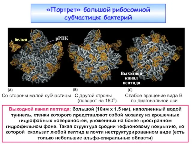 «Портрет» большой рибосомной субчастицы бактерий белки рРНК Со стороны малой субчастицы