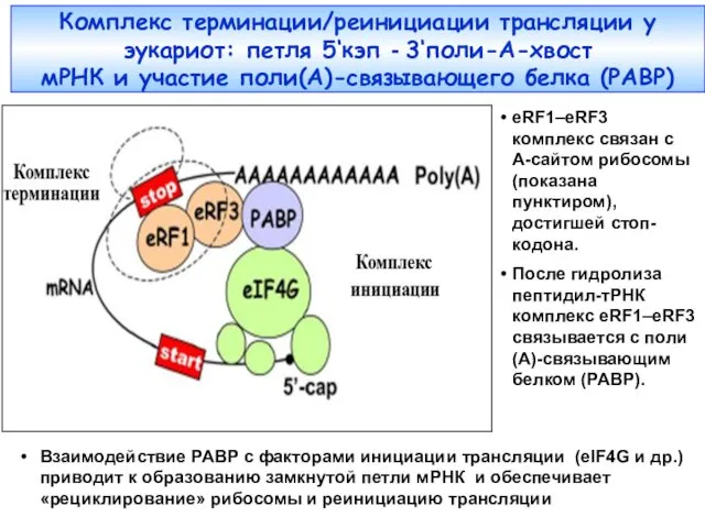 Комплекс терминации/реинициации трансляции у эукариот: петля 5‘кэп - 3‘поли-A-хвост мРНК и