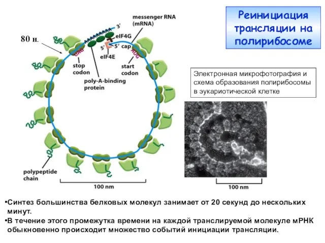 Синтез большинства белковых молекул занимает от 20 секунд до нескольких минут.