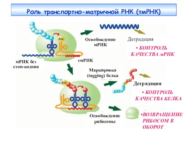 Роль транспортно-матричной РНК (тмРНК) Деградация КОНТРОЛЬ КАЧЕСТВА мРНК Деградация КОНТРОЛЬ КАЧЕСТВА