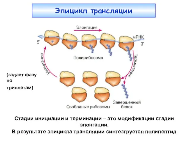 Эпицикл трансляции (задает фазу по триплетам) Стадии инициации и терминации –