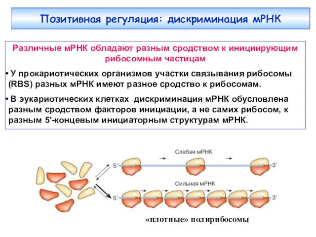 Позитивная регуляция: дискриминация мРНК Различные мРНК обладают разным сродством к инициирующим