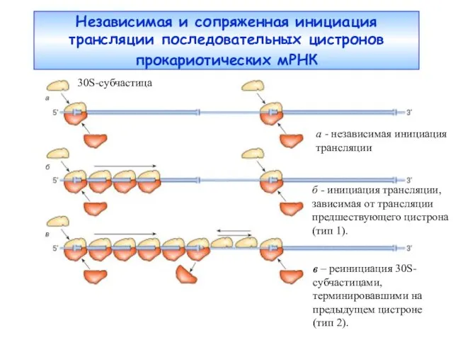 Независимая и сопряженная инициация трансляции последовательных цистронов прокариотических мРНК а -