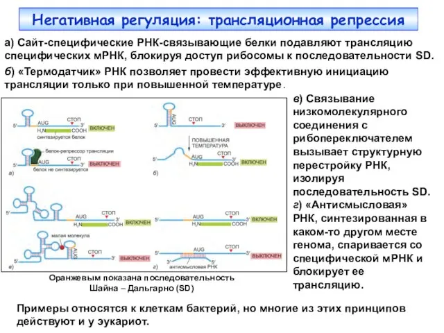 Негативная регуляция: трансляционная репрессия а) Сайт-специфические РНК-связывающие белки подавляют трансляцию специфических