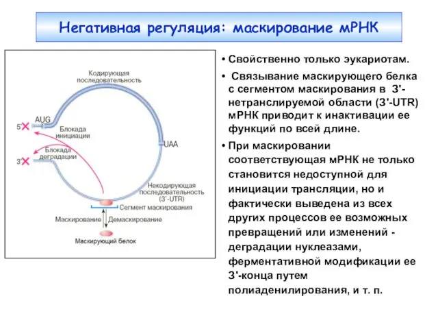 Свойственно только эукариотам. Связывание маскирующего белка с сегментом маскирования в З'-нетранслируемой