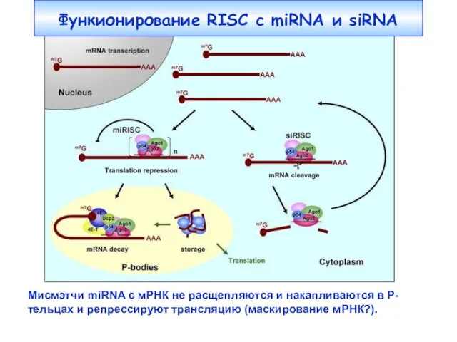 Функионирование RISC c miRNA и siRNA Мисмэтчи miRNA с мРНК не