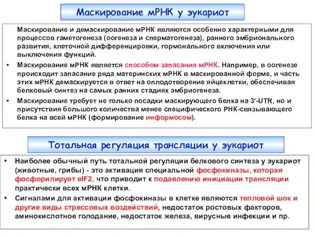 Маскирование мРНК у эукариот Маскирование и демаскирование мРНК являются особенно характерными