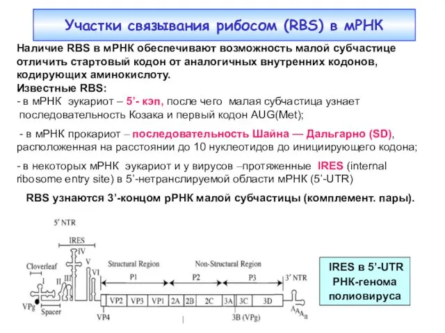 Участки связывания рибосом (RBS) в мРНК Наличие RBS в мРНК обеспечивают