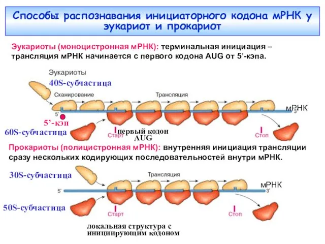 Способы распознавания инициаторного кодона мРНК у эукариот и прокариот Эукариоты (моноцистронная