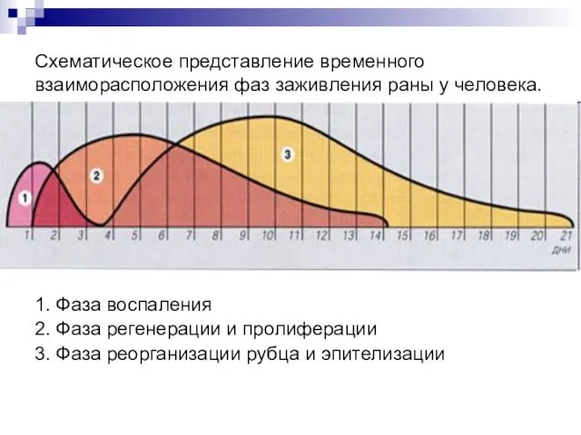 1. Фаза воспаления 2. Фаза регенерации и пролиферации 3. Фаза реорганизации