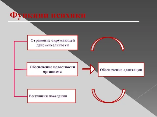 Функции психики Отражение окружающей действительности Регуляция поведения Обеспечение целостности организма Обеспечение адаптации