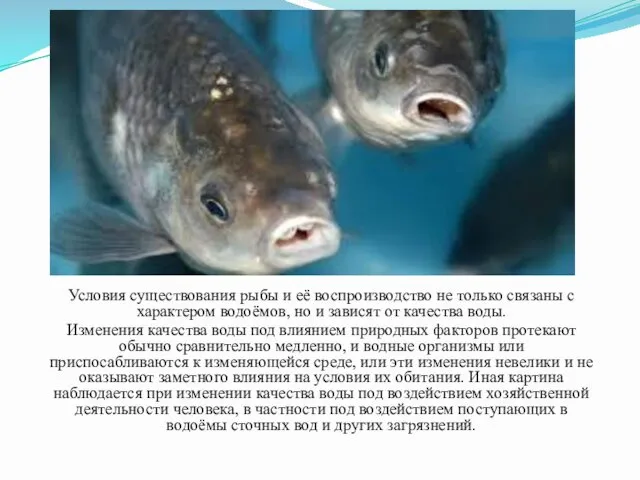 Условия существования рыбы и её воспроизводство не только связаны с характером