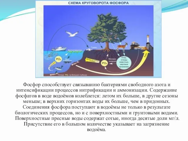 Фосфор способствует связыванию бактериями свободного азота и интенсификации процессов нитрификации и