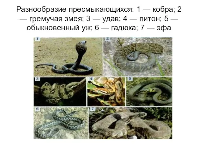 Разнообразие пресмыкающихся: 1 — кобра; 2 — гремучая змея; 3 —