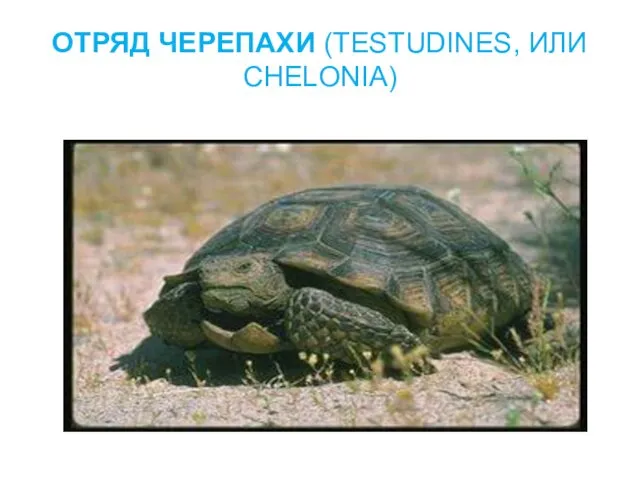 ОТРЯД ЧЕРЕПАХИ (TESTUDINES, ИЛИ CHELONIA)